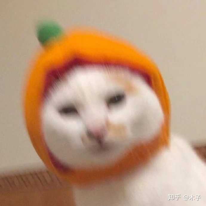 有没有比较可爱又有点搞笑的动物头像?最好是猫?