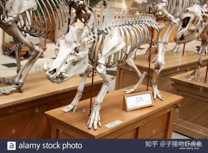 野猪骨骼标本,颈椎有点抬太高了(下侧应该是西猯).