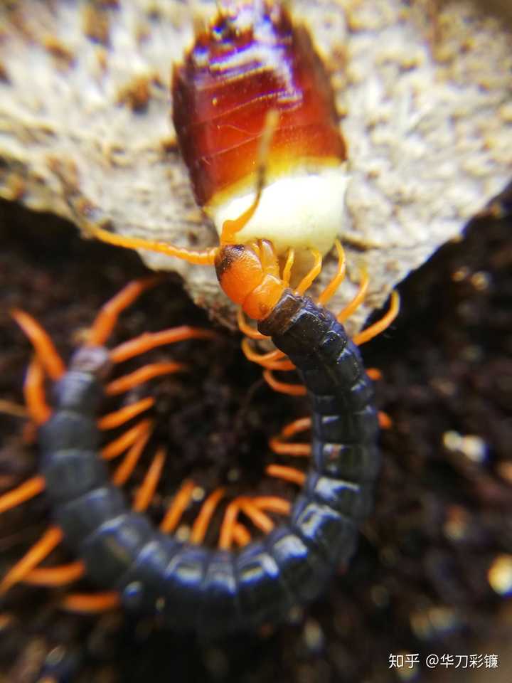 如何不害怕多腿虫子?(请不要发虫子照片,谢谢!)?