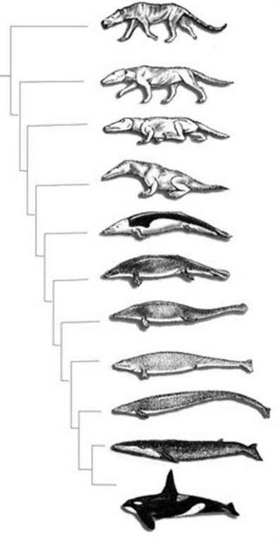 科学家认为鲸是重返海洋的,下图为鲸的演化史 巴基鲸:最古老的陆生
