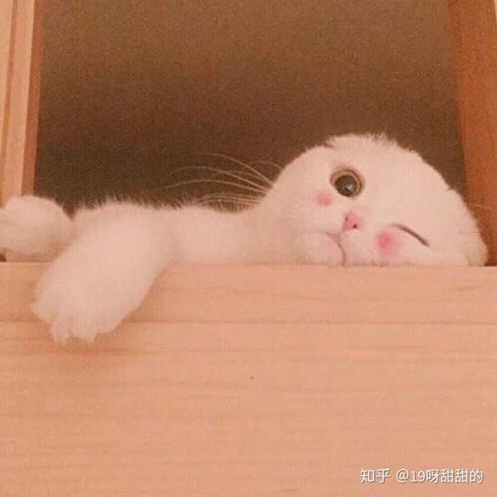 有哪些好看的猫头像?