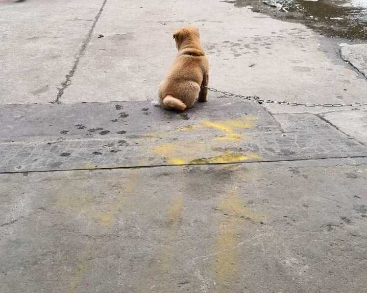 孤独的背影—单身狗