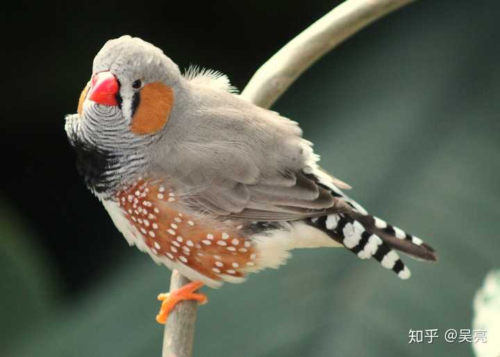 zebra finch,珍珠鸟