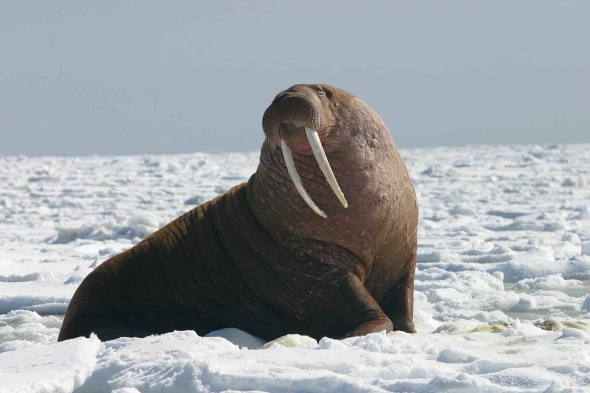 海象海象(英文:walrus,学名:odobenus rosmarus)可是海里的大家伙