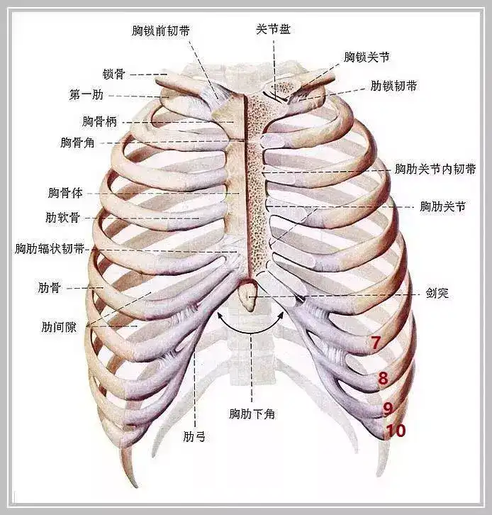 肋骨外翻如何进行矫正?