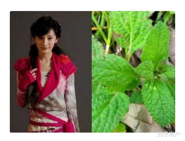 龙葵… 花楹