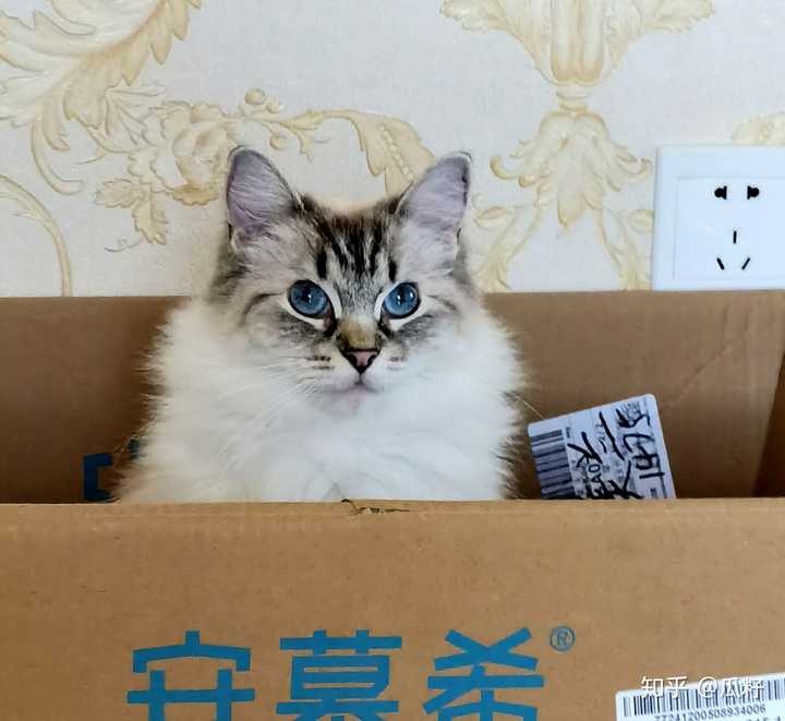 很好看啊,布偶猫的眼睛是蓝色的,请看我家这个山猫纹布偶