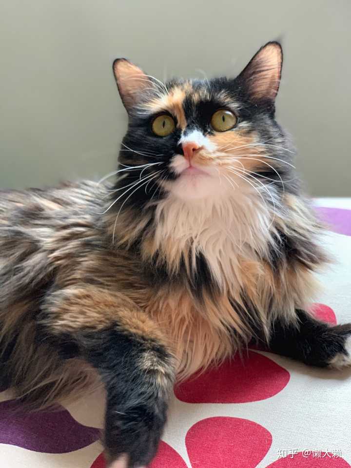 最好看的三花猫长什么样子?