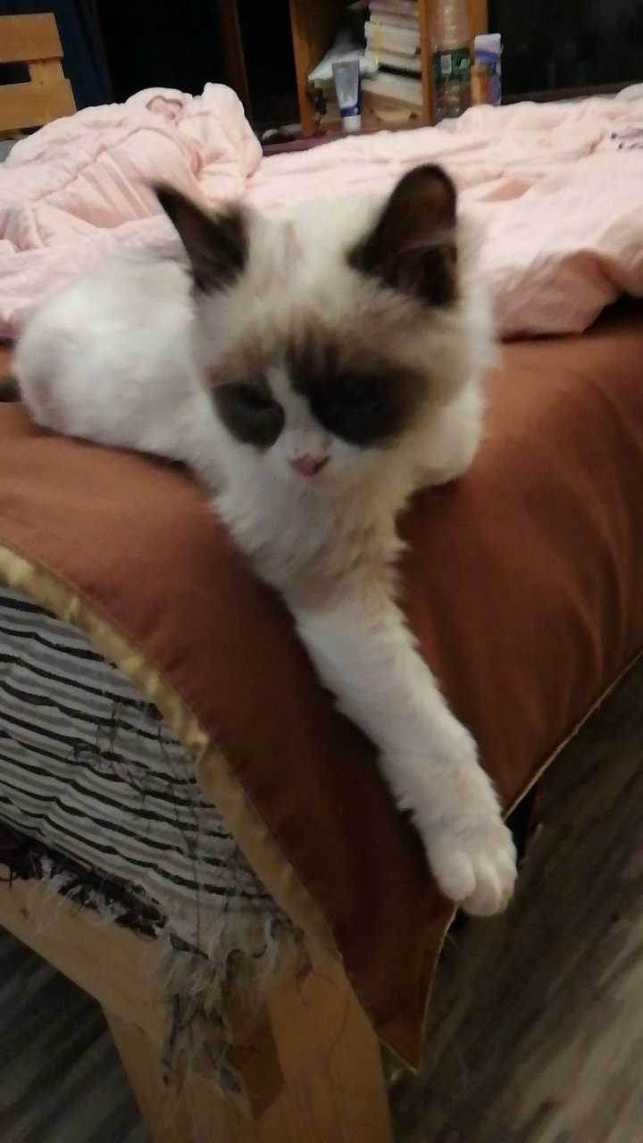 布偶猫的品相怎么看?