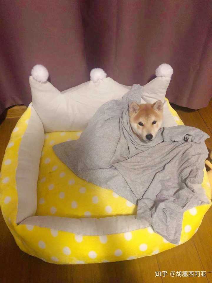 躺在窝里睡觉,宛若苦行僧