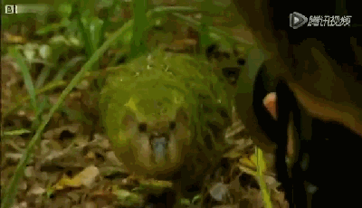 壁纸 植物 蕨类 400_230 gif 动态图 动图