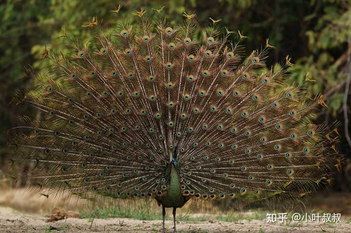 绿孔雀雄性求偶.图:http/thailand-naturfotos.de.