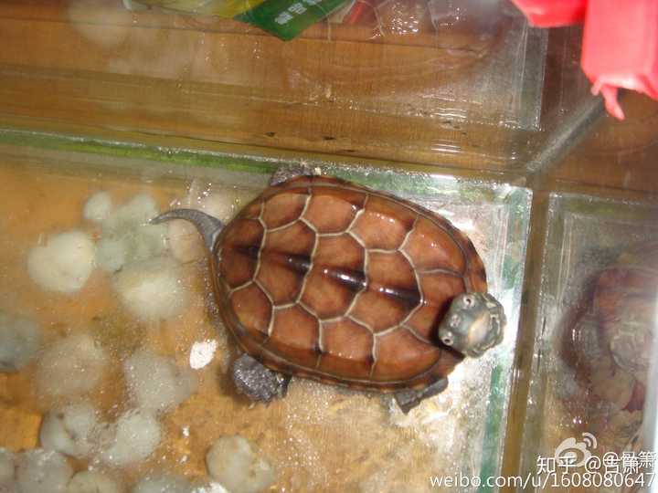 晒一晒各位的龟?