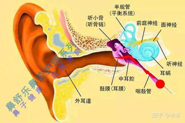 咽鼓管和耳朵在同一位置吗?