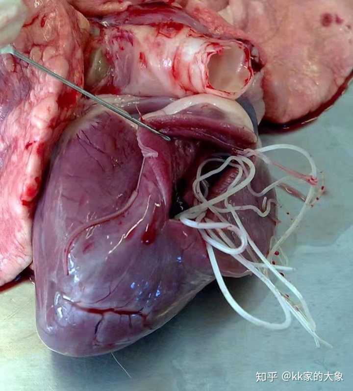 这个猪心是我翻相册偶然发现的,应该是之前某个朋友做心脏解剖实验