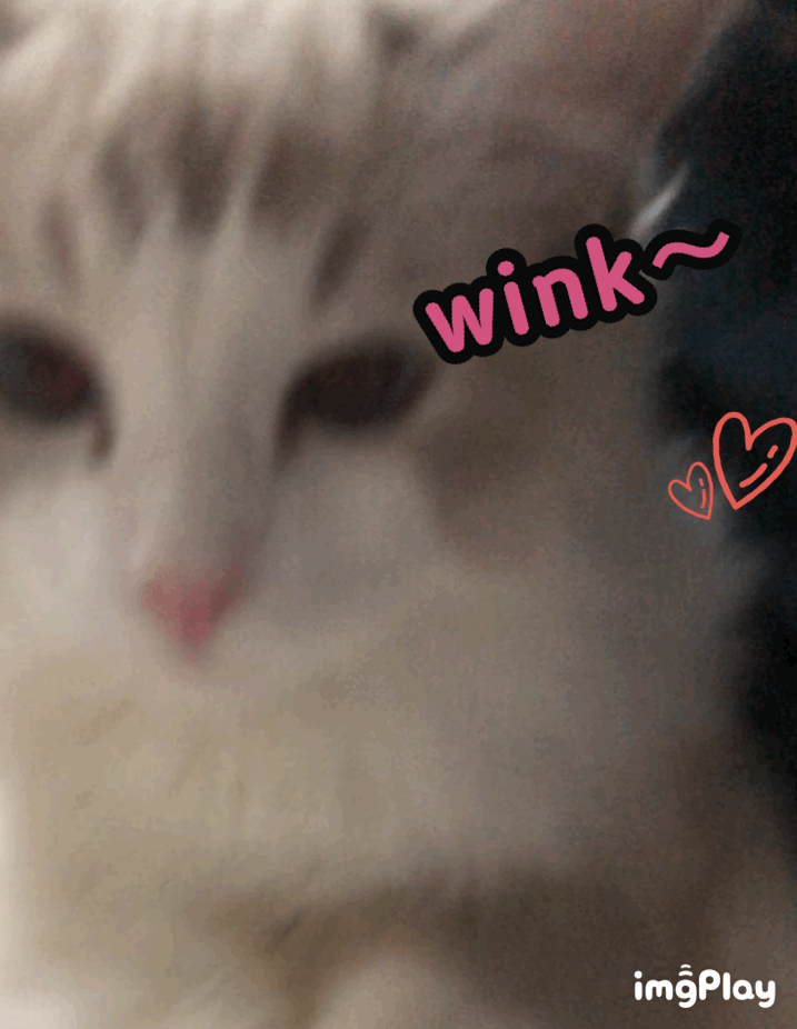 你们的布偶猫都是多少钱买的?