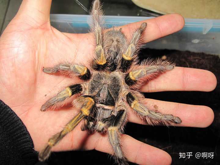 有哪些蜘蛛适合当宠物?