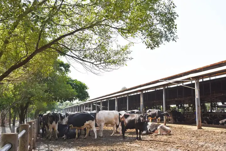 在奶牛场工作是什么样的体验