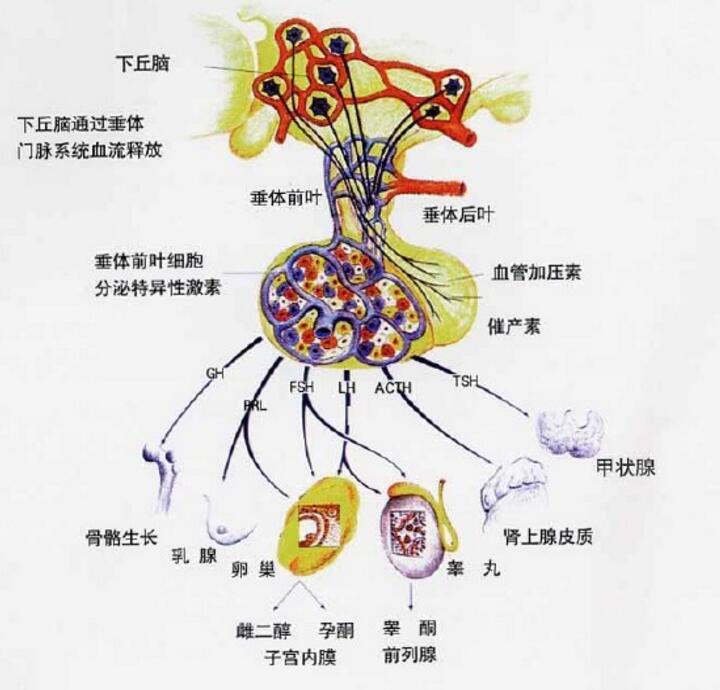 growth hormone,hgh)是腺垂体细胞分泌的蛋白质,是一种肽类激素