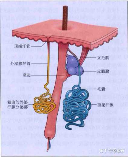 毛囊皮脂腺单位以及顶泌汗腺和外泌汗腺