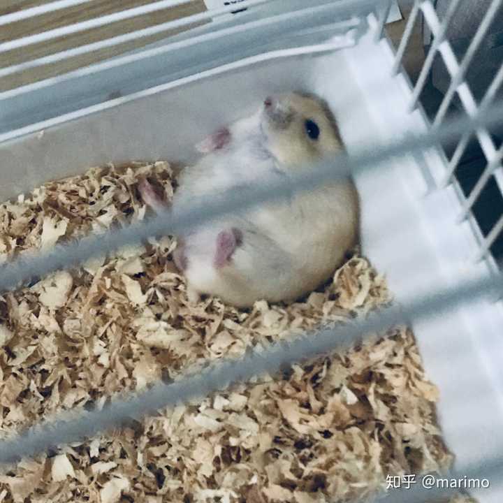 爬笼子摔得六亲不认的笨鼠