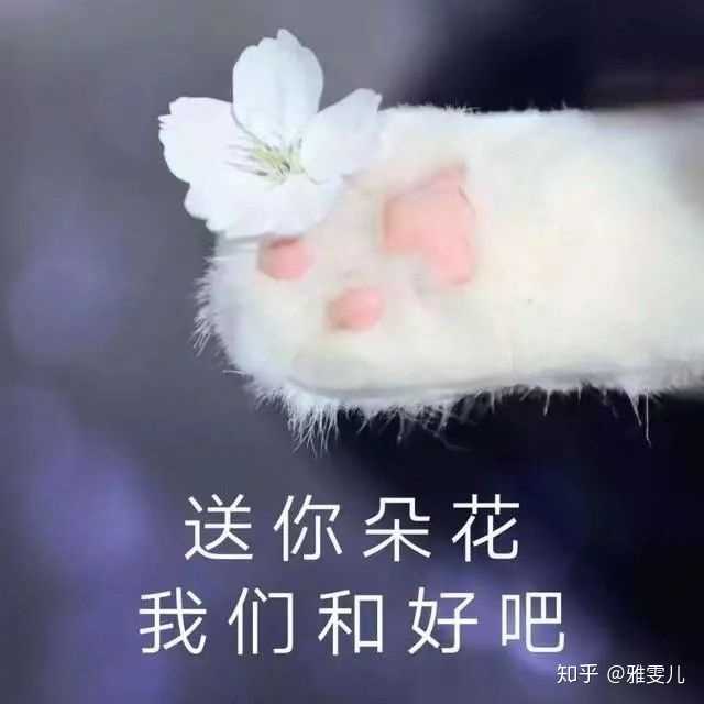 有哪些可爱到哭泣的猫咪图片或者表情包