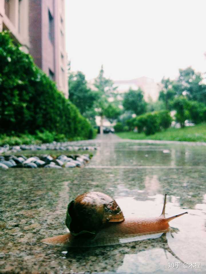 两张图,加了一个滤镜,下雨天的蜗牛和路边的小花,第一次仔细看小野花