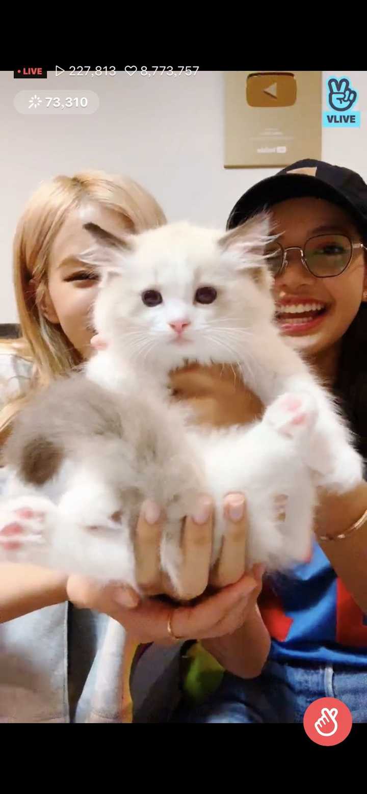 lisa给自己猫猫找的女朋友叫jennie