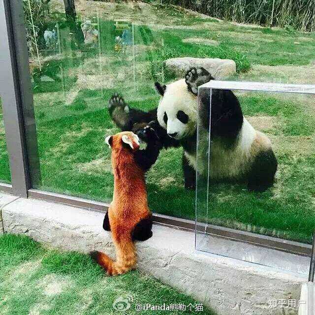 小熊猫和熊猫到底什么关系?它和浣熊有关系吗?