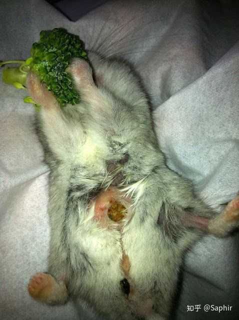 肿胀化脓的侏儒仓鼠香腺,图片来源:hamster hideout