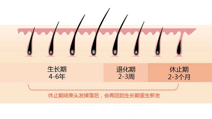 健康头发的生长期一般为4-6年,同一时间段,大约有85%的毛囊处于生长期
