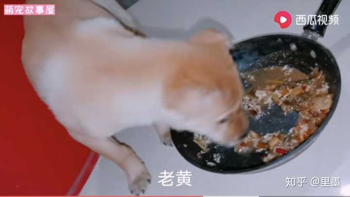 并无任何自责感,只是一个局外人在咋舌,感慨狗可怜而已.