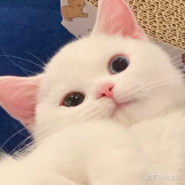 心情不好,可以给我发一些可爱的猫咪图片吗?