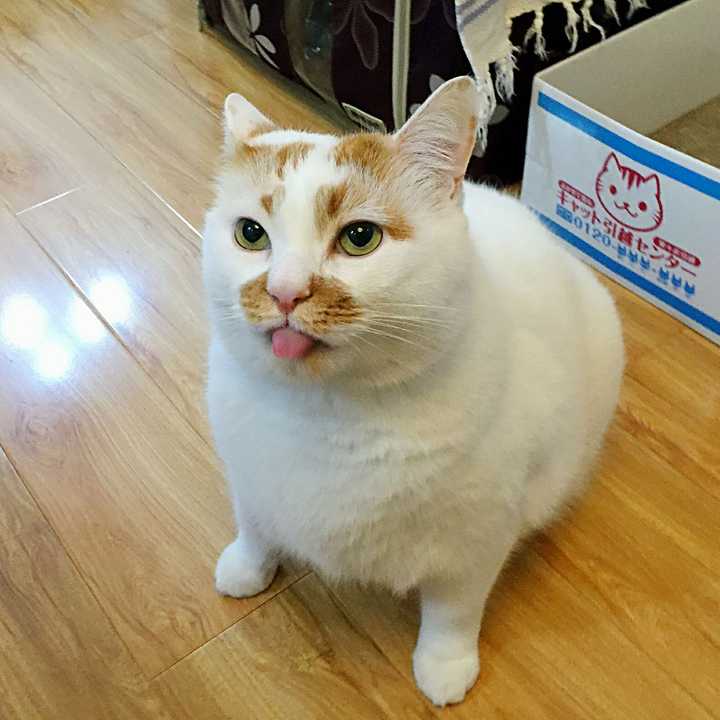 有哪些特别的猫咪,让你印象特别深刻的?