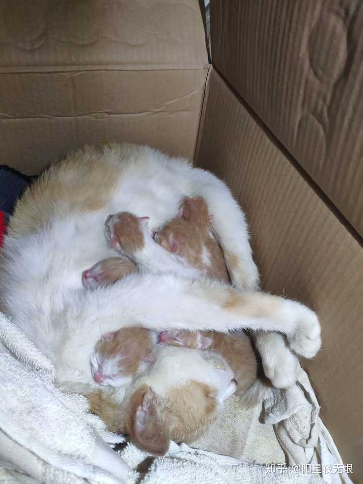 这次疫情也算是因祸得福吧,能在家看着她生第一胎小猫,还能在旁边照顾