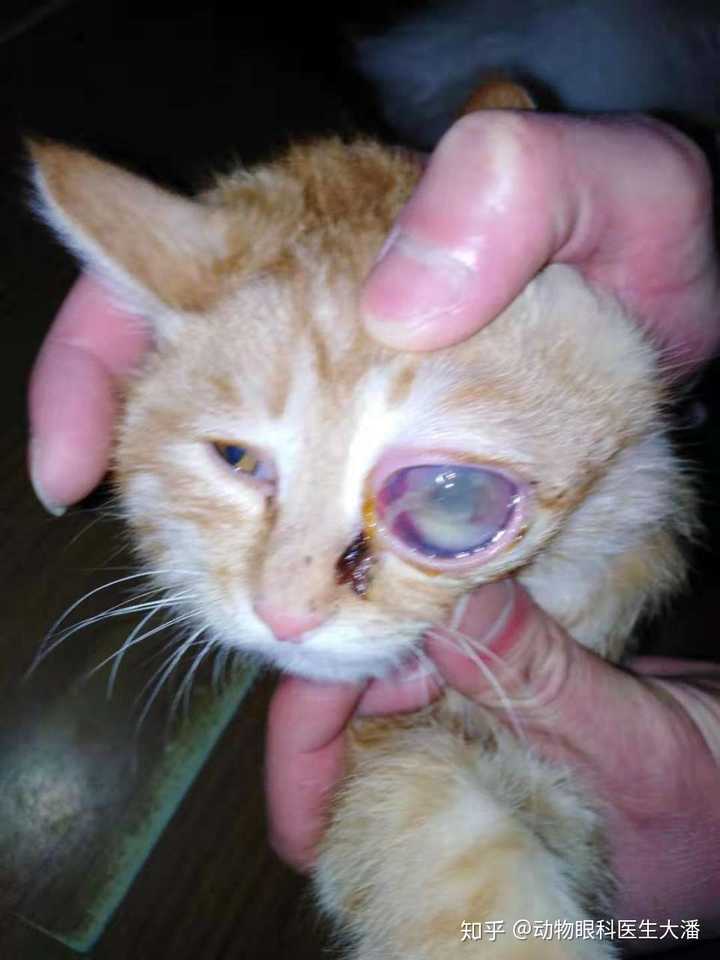 家里的猫咪眼睛突然有点发炎了,眼眶有点红然后一只眼睛大一只眼睛小