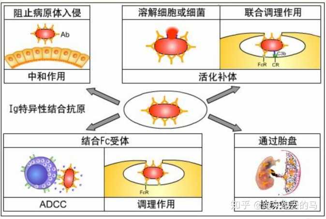 下面的一个端可以与自身免疫细胞上的特定受体结合,抗体发挥保护作用