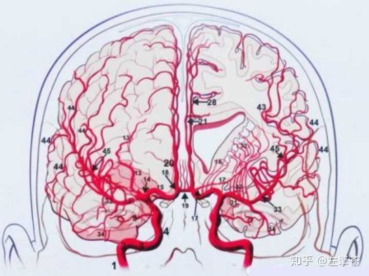 做脑积水腹腔外引流管清管术和脑室外引流术过程中大出血,造成严重