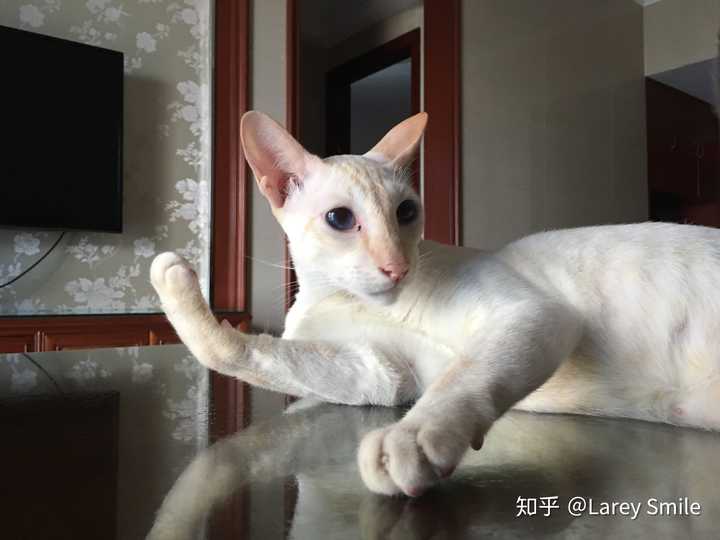 同时养一只橘猫和一只暹罗猫是什么感受?