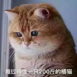 请问有没有猫咪的表情包?