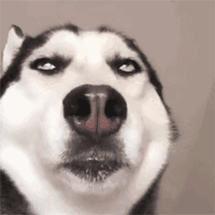 我想要沙雕表情,姐妹你们可以吗?