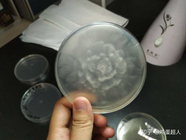 做土壤微生物的平板形成的花一样的菌落