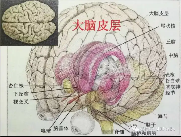 大脑示意图