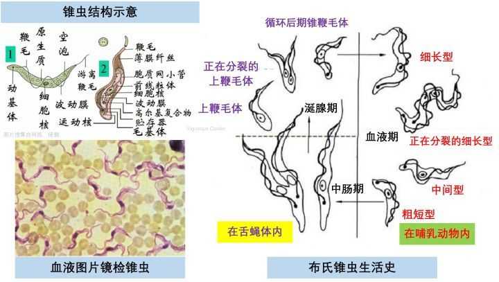 锥蝽传播的美洲锥虫病新型艾滋病是什么为什么这么厉害