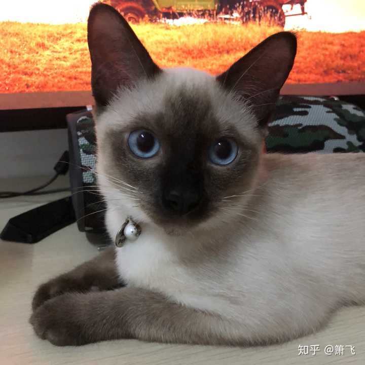 如何把暹罗猫养的好看