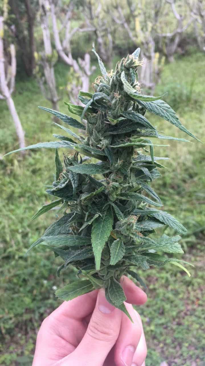 请问这个是大麻吗?