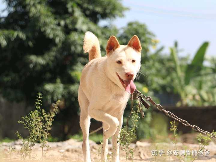 如何看待中华田园犬在多个城市禁养犬类名单当中?