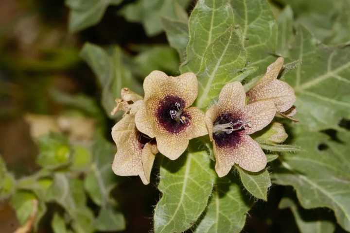 天仙子 hyoscyamus niger.