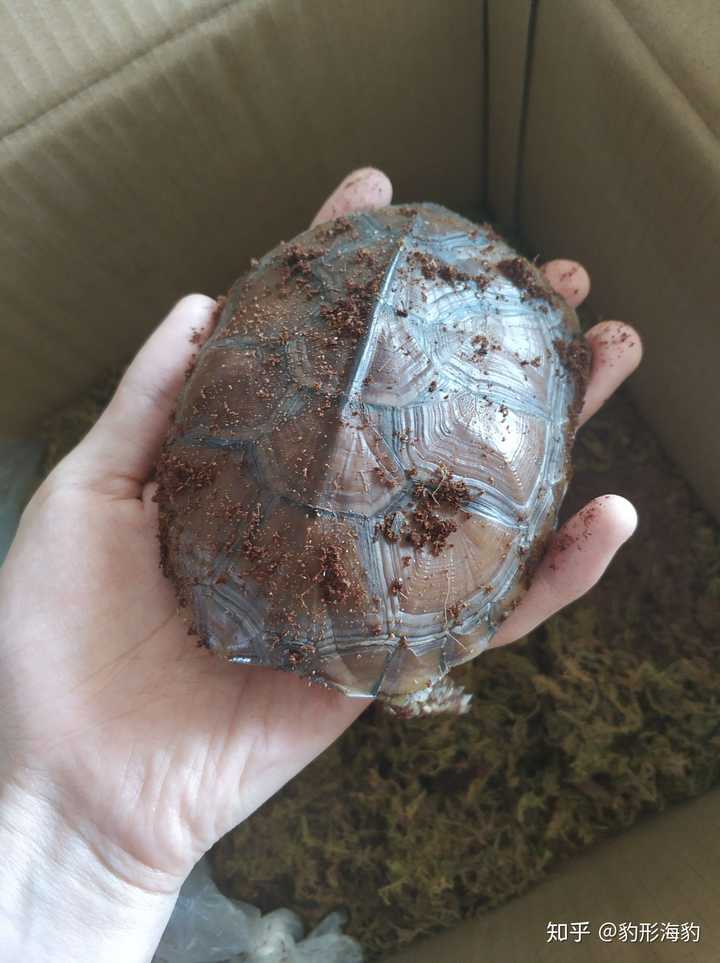 如何饲养黄喉拟水龟