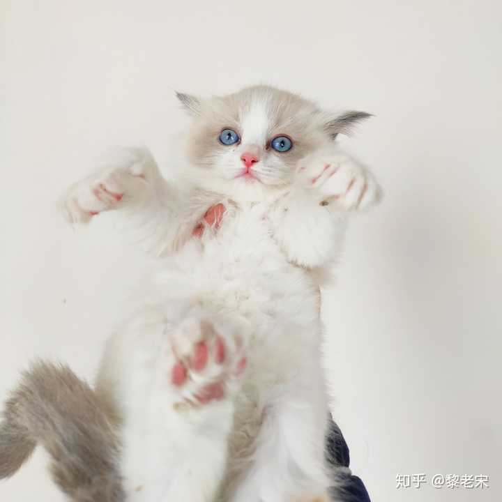 布偶猫只要不喂乱七八糟的零食和猫粮,基本上不会出现软便,营养水平跟